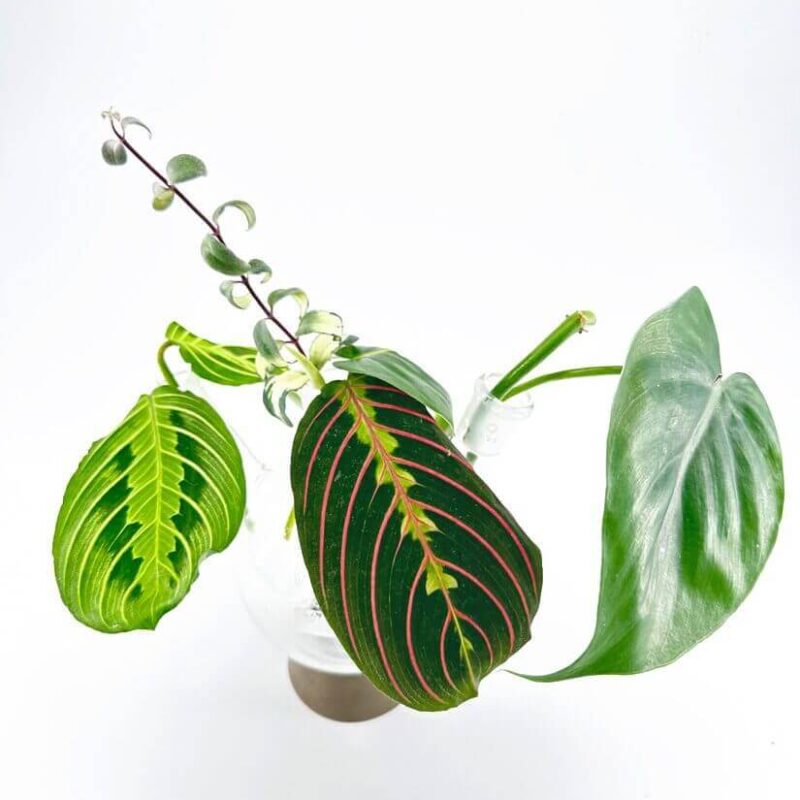 cuttings