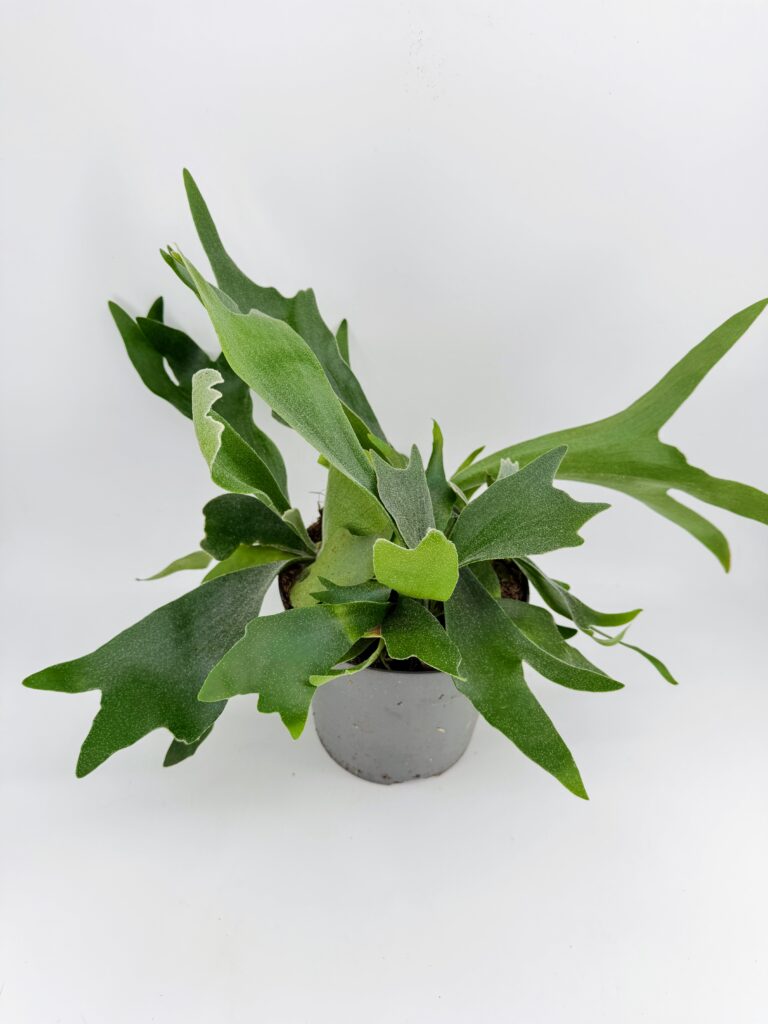 Staghorn Fern Platycerium bifurcatum in grey nursery pot on white background