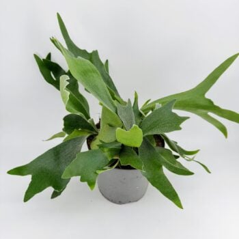 Staghorn Fern Platycerium bifurcatum in grey nursery pot on white background