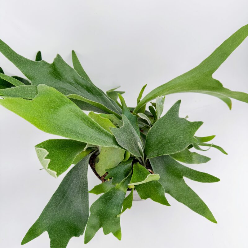 Platycerium Bifurcatum Staghorn Antler Fern op view of Staghorn Fern Platycerium bifurcatum showing antler shaped fronds