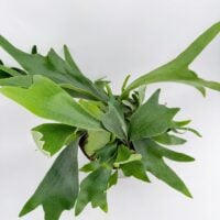 op view of Staghorn Fern Platycerium bifurcatum showing antler shaped fronds