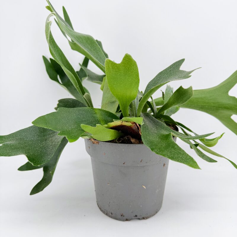 Platycerium Bifurcatum Staghorn Antler Fern Side view of Staghorn Fern Platycerium bifurcatum in grey pot with antler fronds