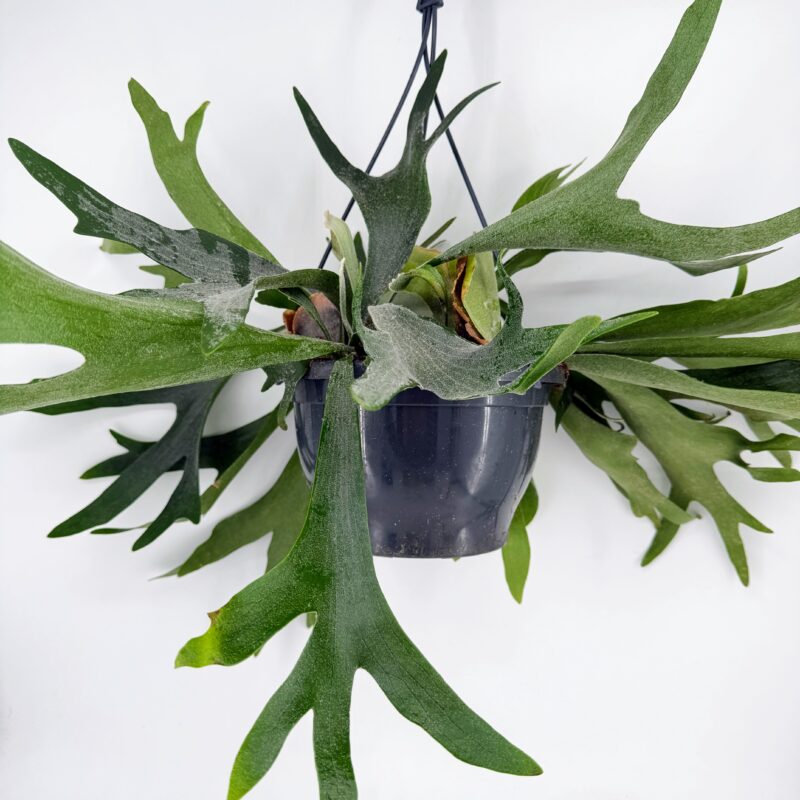Platycerium Bifurcatum Staghorn Antler Fern Side view of Staghorn Fern Platycerium bifurcatum in grey pot with antler fronds