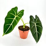 Alocasia Frydek Micholitziana Elephant Ear