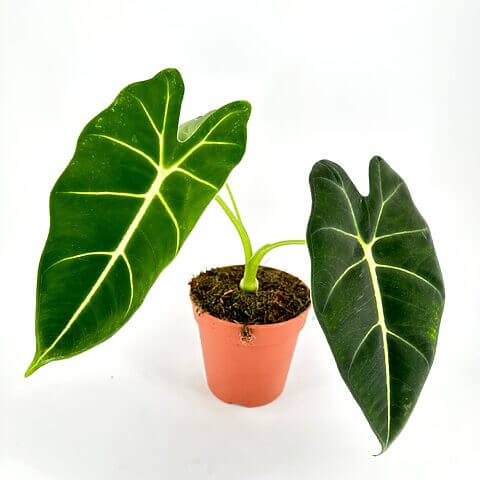 Potted plant with glossy green leaves in a terracotta pot on a white background.