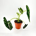 Vibrant green plant in terracotta pot with heart-shaped leaves on a white background.