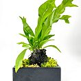 Elegant indoor fern with dark rock and moss in a minimalist black pot.