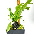 Fern in black rectangular planter with moss and measuring stick in minimalist setting.
