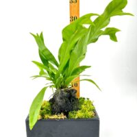 Fern in black rectangular planter with moss and measuring stick in minimalist setting.