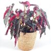 Rustic Seaweed Natural Basket Planter