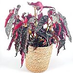 Rustic Seaweed Natural Basket Planter