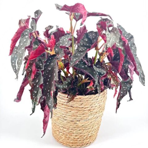 Vibrant indoor plant with glossy leaves, striking patterns, and a rustic woven pot.
