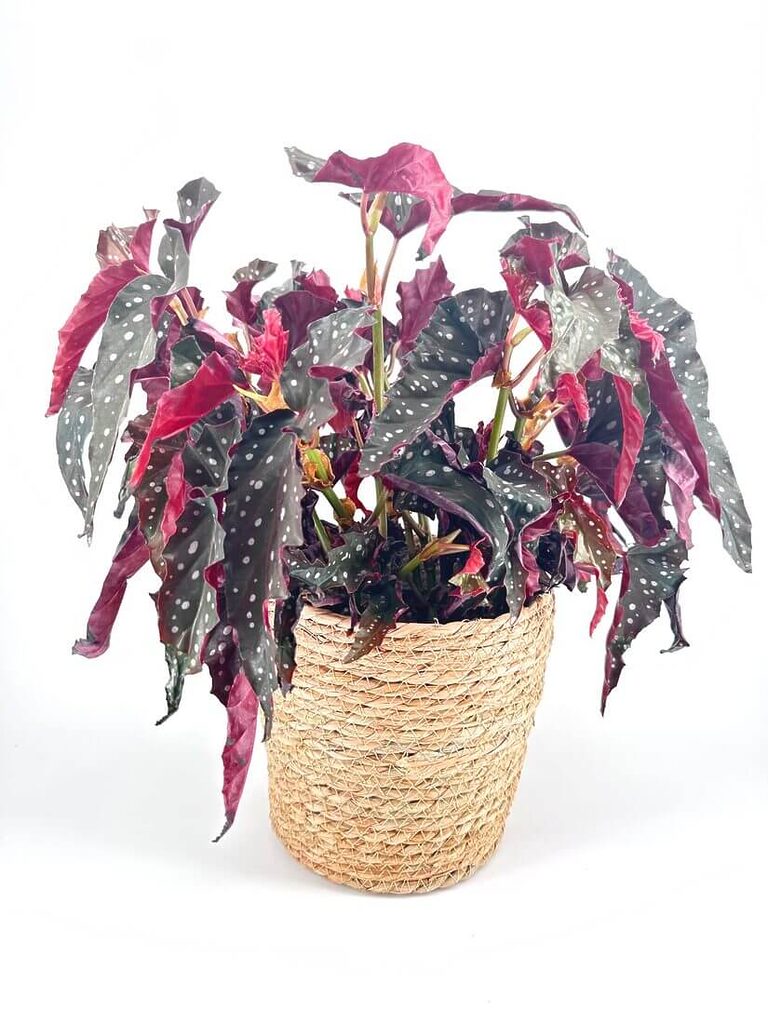 Vibrant indoor plant with glossy leaves, striking patterns, and a rustic woven pot.