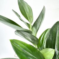 Close-up of vibrant, glossy green leaves on a healthy plant with varied shapes.