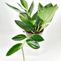 Lush green plant in a gray pot against a white background, showcasing vibrant foliage.