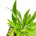 Vibrant green plant in black pot with rosette leaves on white background.
