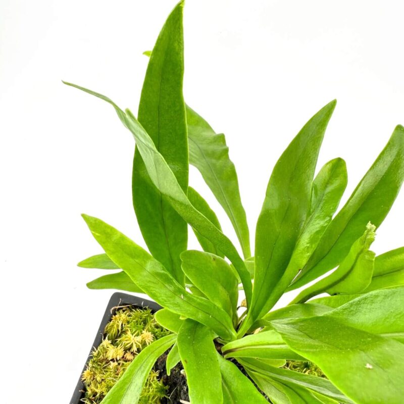Glossy Green Rosette Plant in Black Pot Vibrant green plant in black pot with rosette leaves on white background.