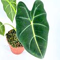 Indoor plant with glossy heart-shaped leaves in a textured terracotta pot.