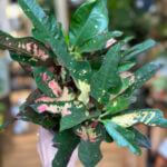 Croton Codiaeum Mrs Iceton Variegatum 12cm pot
