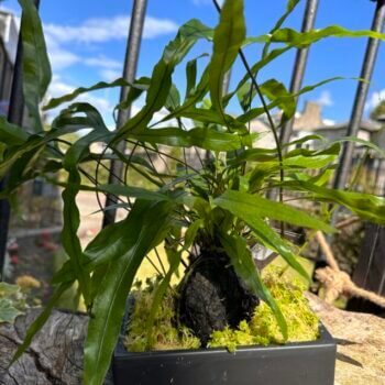Kangaroo Fern Microsorum Lava Rock Bonsai Houseplants air purifying 2