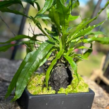Kangaroo Fern Microsorum Lava Rock Bonsai Houseplants air purifying