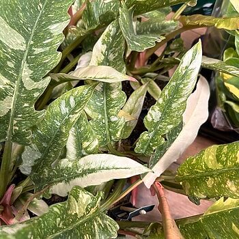Philodendron Ring Of Fire Aroid Plant 14cm pot Houseplants 14cm plant