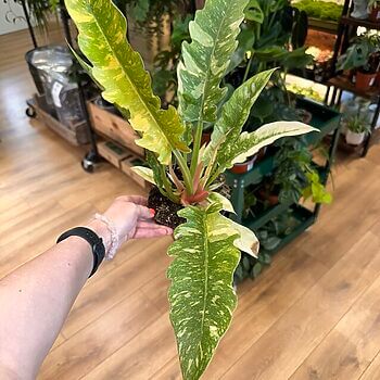 Philodendron Ring Of Fire Aroid Plant 14cm pot Houseplants 14cm plant 2