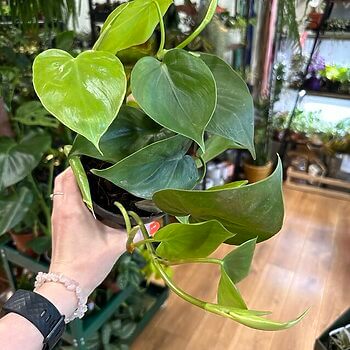 Philodendron Scandens Sweetheart 12cm pot Hanging & Trailing air purifying 3