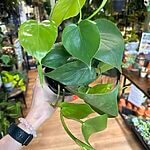 Philodendron Scandens Sweetheart 12cm pot