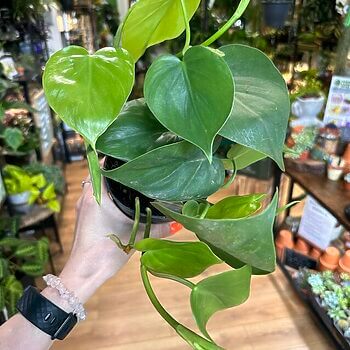 Philodendron Scandens Sweetheart 12cm pot Hanging & Trailing air purifying 2