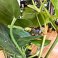 img_0529
