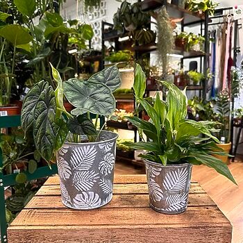 Monstera and Fern Jungle Vibes Zinc Planter Plant Accessories 2