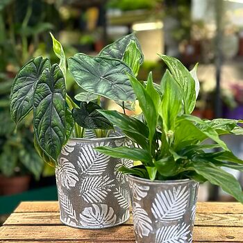 Monstera and Fern Jungle Vibes Zinc Planter Plant Accessories