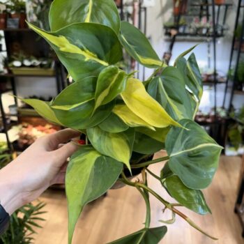 Philodendron Hederaceum Brasil Pothos 12cm pot Hanging & Trailing air purifying