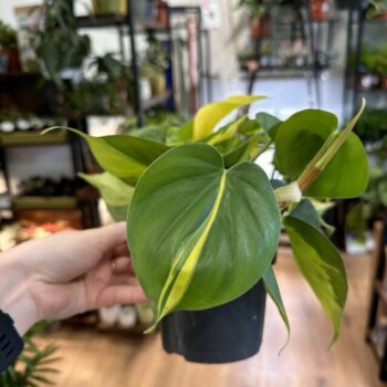Philodendron Hederaceum Brasil Pothos 12cm pot Hanging & Trailing air purifying 3