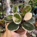 Hoya Australis Lisa Wax Plant 12cm pot