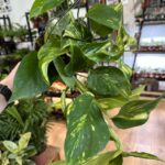 Epipremnum Aureum Golden Pothos 15cm pot