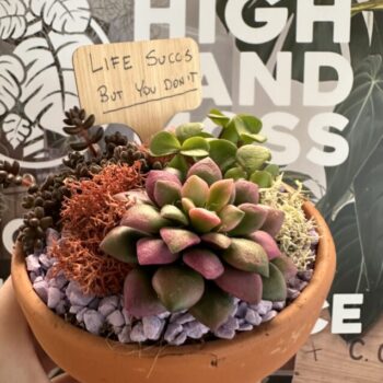 DIY Succulent Garden Kit With Step-By-Step Guides Houseplants 2