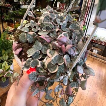 Variegated String Of Hearts Ceropegia Woodii 14cm pot Hanging & Trailing 14cm plant
