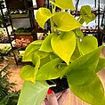 img_8262