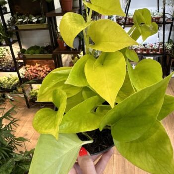 Epipremnum Aureum Neon Pothos 12cm pot Hanging & Trailing 12cm plant 2