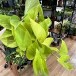 Epipremnum Aureum Neon Pothos 12cm pot