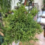 Rhipsalis Heteroclada Mistletoe Cactus 21cm pot