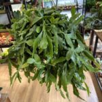 Rhipsalis Crispata Forest Cactus 21cm pot