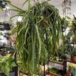 Lepismium Bolivianum Chain Succulent X-LARGE 21cm pot