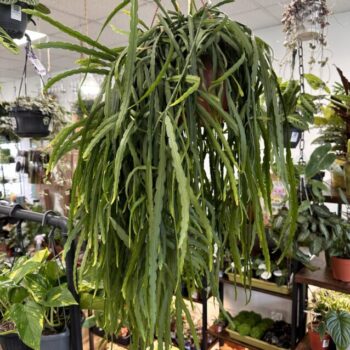 Lepismium Bolivianum Chain Succulent X-LARGE 21cm pot Hanging & Trailing cactus 2