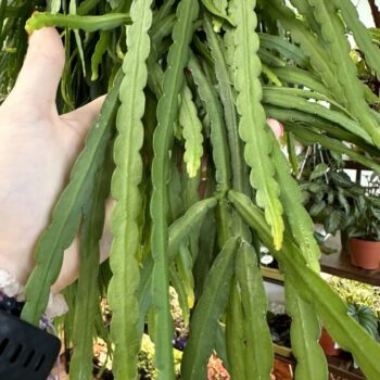 Lepismium Bolivianum Chain Succulent X-LARGE 21cm pot Hanging & Trailing cactus 2