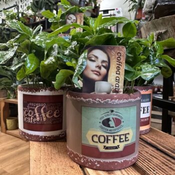 Coffee Arabica Houseplant in Ceramic Retro Planter 9cm Houseplants Coffee