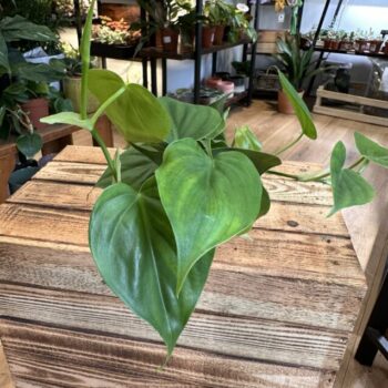 Philodendron Sweetheart 8cm pot Hanging & Trailing air purifying 2