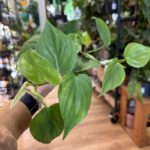 Philodendron Sweetheart 8cm pot